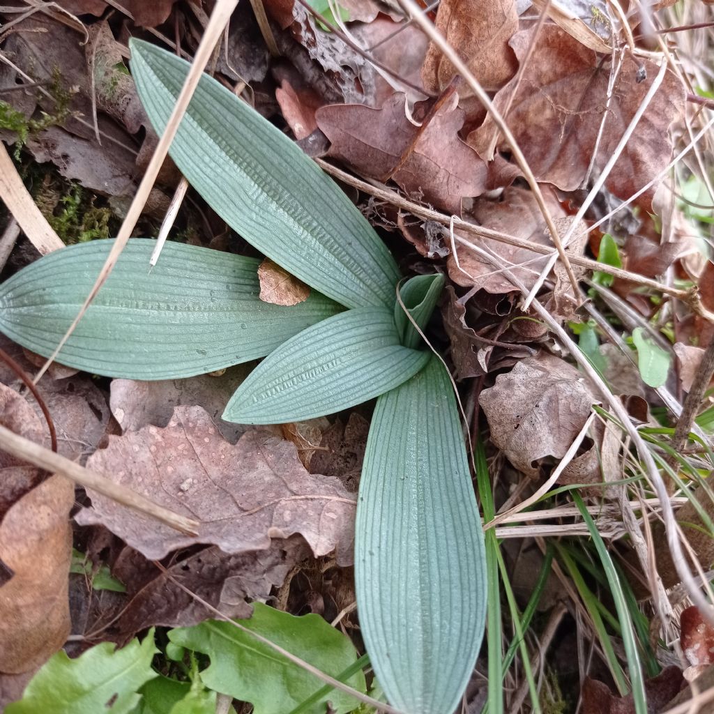 ophrys da identifcare